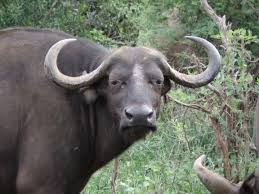 Just South African Stories: Cape Buffalo |