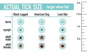 What Do Ticks Look Like New York State Integrated Pest