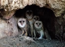 barn owl nest doented in wisconsin