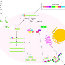 Second ebola outbreak confirmed in drc after four people die. Ebola Virus Life Cycle 1 Ebov Gains Cell Entry By Receptor Mediated Download Scientific Diagram