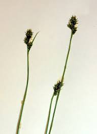 Carex norvegica Calflora
