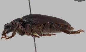 longhorn beetles cerambycidae