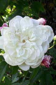 Molto simile alla sogliola ma, come la platessa, meno costosa. Rose Bianche A Fiore Bianco Senza Spine O Quasi Rampicanti Rifiorenti A Cespuglio Un Quadrato Di Giardino