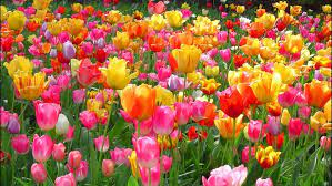 tulip flowers garden hd wallpapers