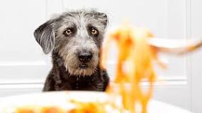 can-i-feed-my-dog-spaghetti