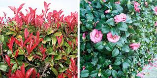 A Guide To Autumn Hedge Planting And