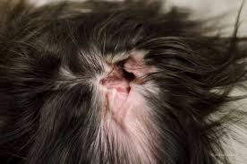 Mögliche ursachen für juckende ohren sind beispielsweise: Blutohr Othamatom Beim Hund Tiermedizinportal