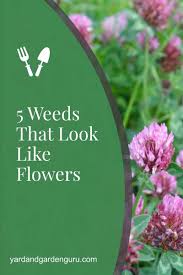Do not post pictures of tagging/vandalism, encourage driving while high (including pictures where you are obviously driving while high), post about sneaking weed past tsa, or make other posts harmful to the trees community. 5 Weeds That Look Like Flowers