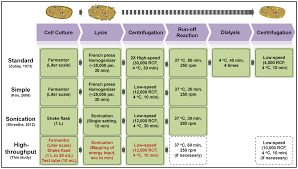 cell free protein synthesis