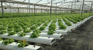 hydroponics an overview