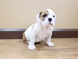 Interested in finding out more about the victorian bulldog? Victorian Bulldog Puppies Petland Beavercreek Oh