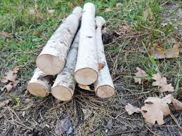 5 Birch Logs Wood Sticks Birch