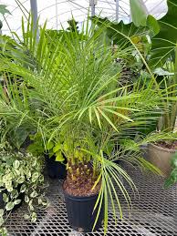 Date Palm Tree Phoenix Roebelinii