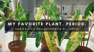Philodendron rojo congo is quite a large leafed philodendron. Coveted Rare Philodendron Variegated Billietiae Houseplant Tour Lol Vlog 10 Youtube