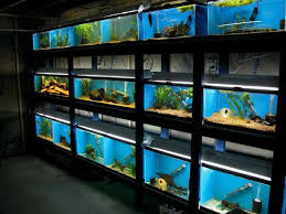 At petsmart, we provide everything you need to take care of pet fish, including a selection of live fish for sale in our aquatics section at each store. Fish Aquarium Shop Near Me Online Shopping