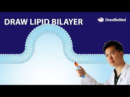 how to draw cell membrane lipid bilayer
