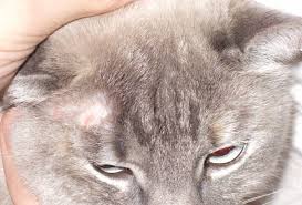 ringworm in cats what is it how to