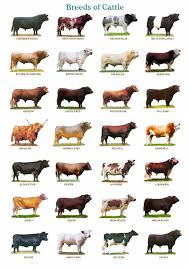 Common Breeds Of Beef And Dairy Cows Poster 32 Inch X 24 Inch 17 Inch X 13 Inch