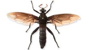 An insect with 2 wings. Bbc Earth Mydas Flies And Timber Flies Are The Biggest Flies
