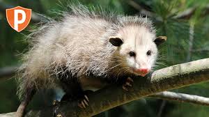 Opossums popularly known as possums can be described as versatile animals. Humane Wildlife Removal St Louis Relocation