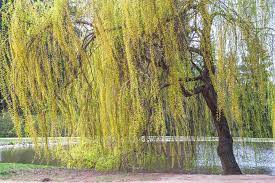 how to grow and care for white willow
