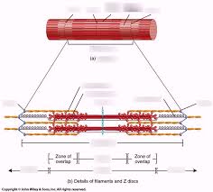 skeletal muscle diagram quizlet