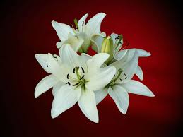 However, some people don't like the fact that flowers will eventually lose their beautiful bloom, wilt still, many people prefer to send something other than flowers when choosing a gift for a grieving friend. Sympathy Flowers A Guide To Sending Condolence Flowers Funeral Guide