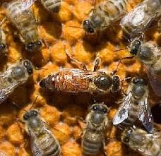 Resultado de imagen para proliferacion de abejas