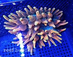 adding bubble tip anemones