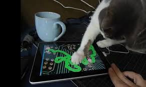 Image result for cat playing on computer tablet