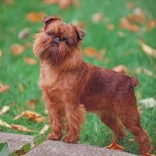 Browse this page to find all of our available brussels griffon puppies for sale. Puppyfind Brussels Griffon Puppies For Sale