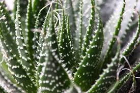 Buy aloe vera indoor/outdoor plants in dubai online with ferns n petals. Aloe Vera Plant Buy Online Or Call 01634 393021