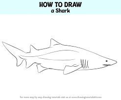how to draw a shark sharks step by