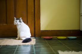 reasons why cats on rugs and how