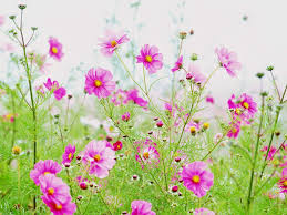 100+ hình ảnh hoa cỏ dại đẹp - hinhanhsieudep.net