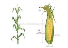 what-is-removing-corn-from-the-cob-called