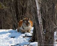 In search of the Amur tiger! Russian winter safari.