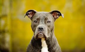 Blue nose pitbull dogs have a broad, angular face with small blue eyes, a short muzzle, and often, a light gray nose. Blue Nose Pitbull Dog Breed Information And Owner S Guide Perfect Dog Breeds
