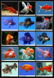 Marine Aquarium Fish Identification Marine Aquarium Fish