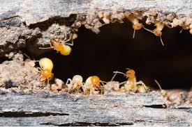 termites 5 home remes