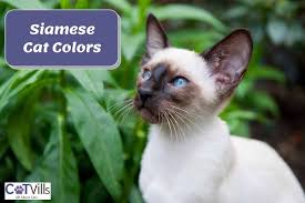 16 siamese cat colors revealed from