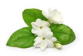 jasmine flower images