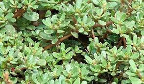 The stem of the spurge oozes a milky white sap. Purslane The Superfood That Grows Like A Weed Zero Waste California