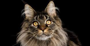 Allegedly, these longhaired buccaneers mixed with the local population while on shore leave. Maine Coon Cat Breed Profile Petfinder