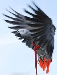 Safety Wing Clipping The World Of African Greys