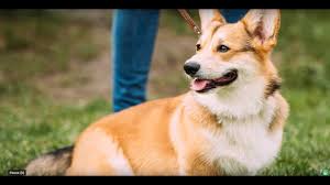 Despite their unassuming size, the corgi breed is fairly extraordinary. Pembroke Welsh Corgi Puppies For Sale Greenfield Puppies