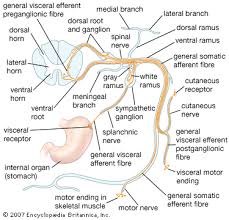 Spinal Nerve Anatomy Britannica