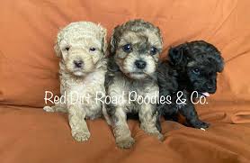 red dirt road poodles co in texas