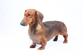 miniature dachshund dog breed info