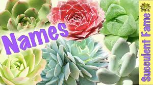 Useful Succulent Identification Names Of Succulents